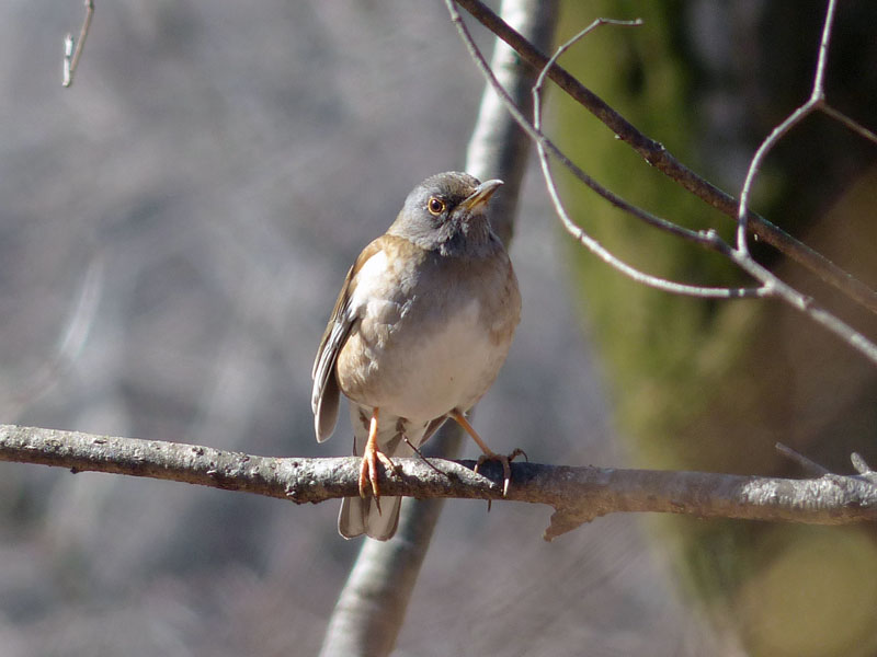 シロハラ: 花と野鳥と蝶との出逢い