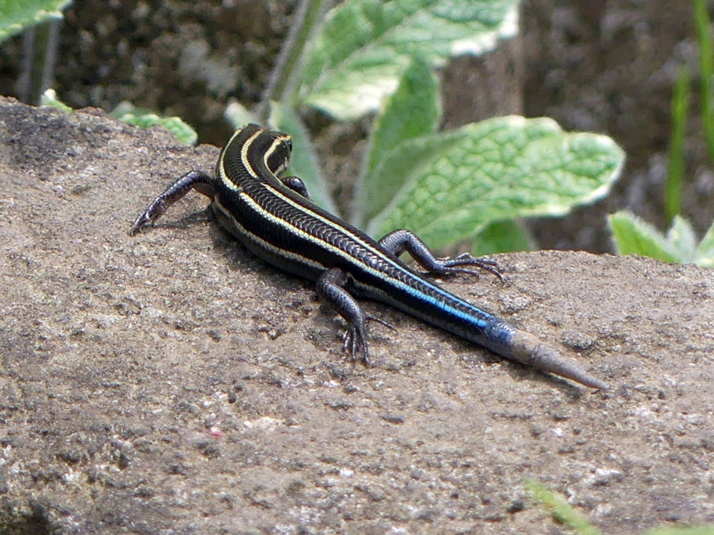 No.287 夜桜トカゲ 蓄光トカゲ qPIGpのトカゲ No.287 夜桜トカゲ 蓄光トカゲ qPIGpのトカゲ - メルカリ