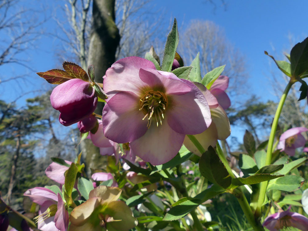 ㉕-209クリスマスローズ 割引 ㉕-209クリスマスローズ YSL ラブ